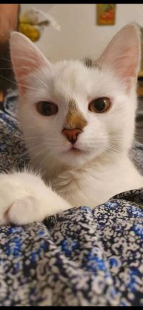 Zwei liebevolle Hauskatzen suchen gemeinsam ein neues Zuhause