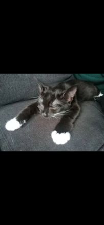Zwei liebevolle Hauskatzen suchen gemeinsam ein neues Zuhause