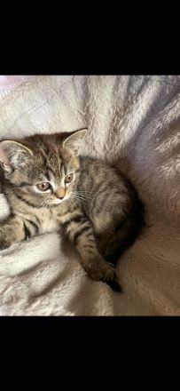 Reinrassige BKH Kitten abzugeben.