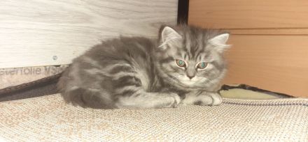 Reinrassige BKH Kitten abzugeben.