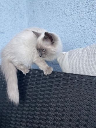 Reinrassige BKH Kitten abzugeben.