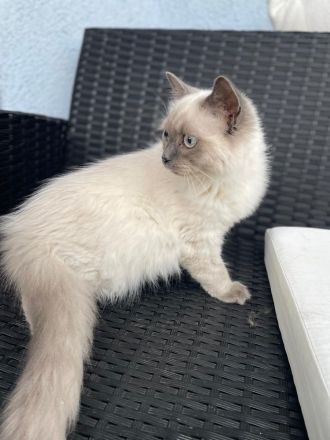 Reinrassige BKH Kitten abzugeben.
