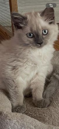 Reinrassige BKH Kitten abzugeben.