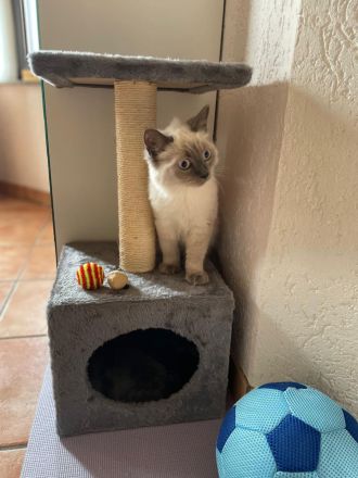 Reinrassige BKH Kitten abzugeben.