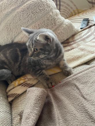 Reinrassige BKH Kitten abzugeben.