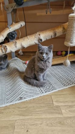 Reinrassige BKH Kitten abzugeben.