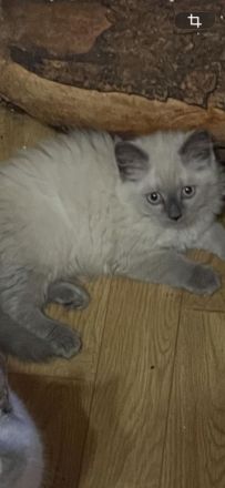 Reinrassige BKH Kitten abzugeben.