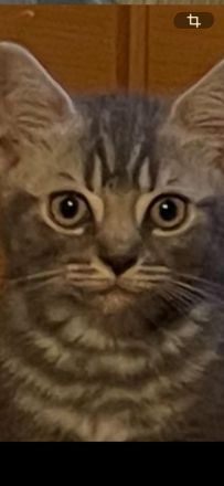 Reinrassige BKH Kitten abzugeben.