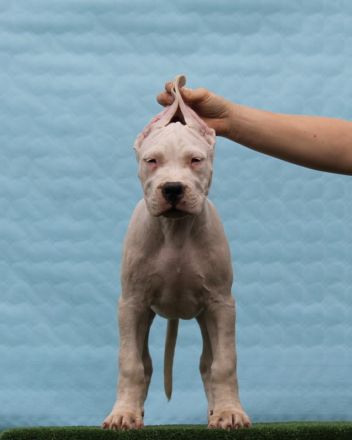 Dogo Argentino Welpen – Exzellenter Wurf