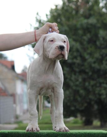 Dogo Argentino Welpen – Exzellenter Wurf
