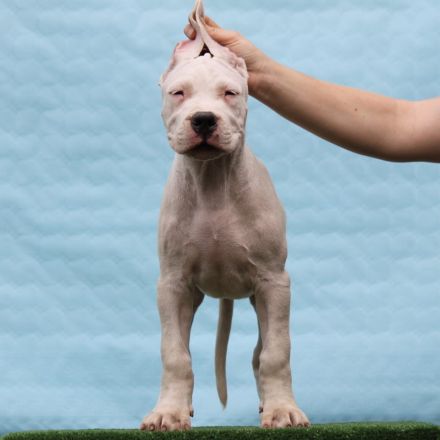 Dogo Argentino Welpen – Exzellenter Wurf