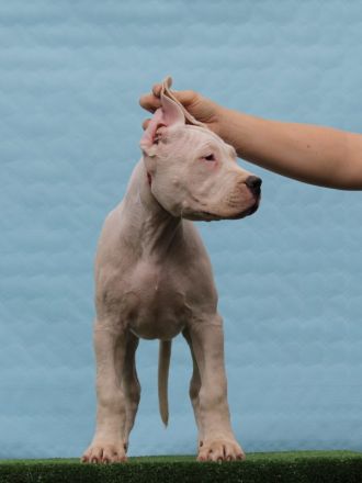 Dogo Argentino Welpen – Exzellenter Wurf