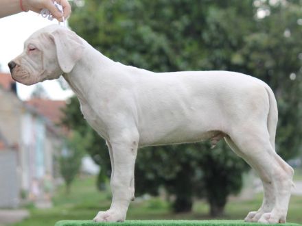 Dogo Argentino Welpen – Exzellenter Wurf