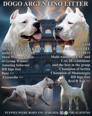 Dogo Argentino Welpen – Exzellenter Wurf