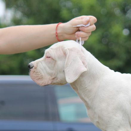 Dogo Argentino Welpen – Exzellenter Wurf