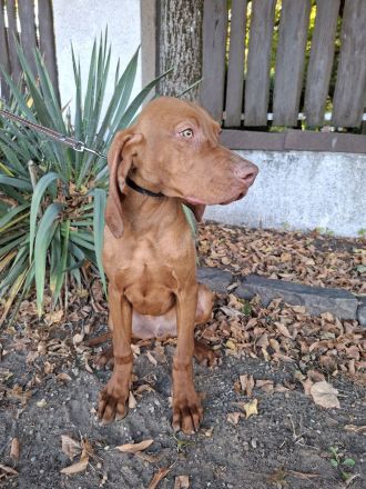 Netter Magyar Vizsla Rüde mit Pedigree