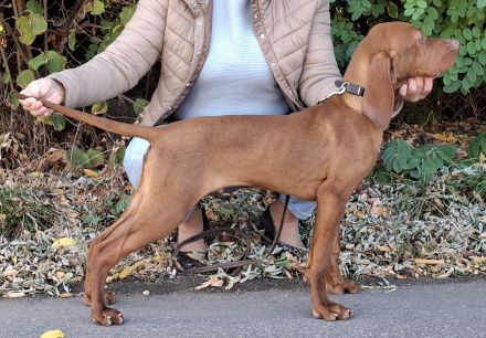Netter Magyar Vizsla Rüde mit Pedigree