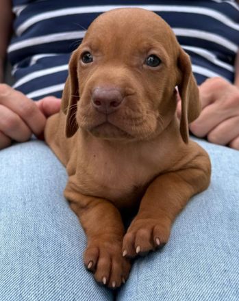 Süße Magyar Vizsla Welpen mit FCI-Pedigree suchen neues Zuhause