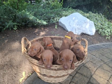 Süße Magyar Vizsla Welpen mit FCI-Pedigree suchen neues Zuhause