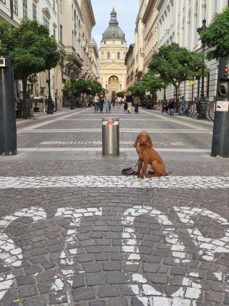 Magyar Vizsla Welpen mit Ahnentafel
