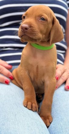 Magyar Vizsla Welpen mit Ahnentafel