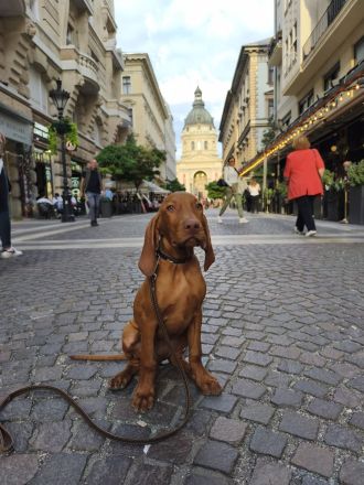 Magyar Vizsla Welpen mit Ahnentafel