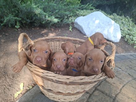 Süße Magyar Vizsla Welpen mit FCI-Pedigree suchen neues Zuhause