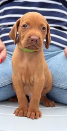 Magyar Vizsla Welpen mit Ahnentafel