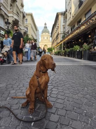 Magyar Vizsla Welpen mit Ahnentafel