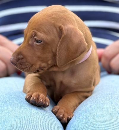 Magyar Vizsla Welpen mit Ahnentafel