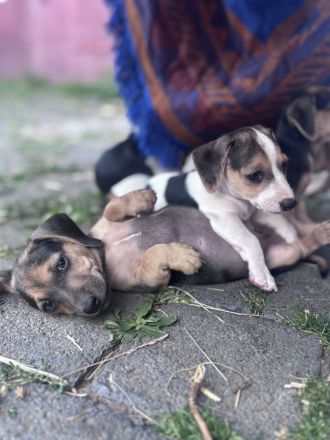 Jack Russel-Dackel Welpen suchen ein Zuhause