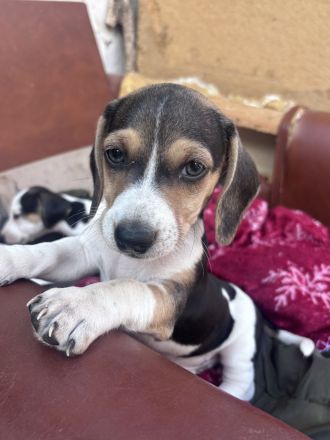 Jack Russel-Dackel Welpen suchen ein Zuhause