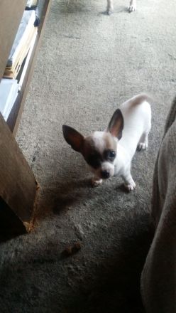 Chiwawa mix