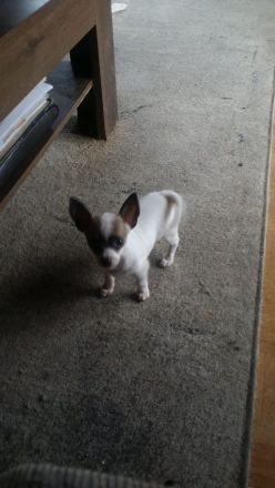 Chiwawa mix