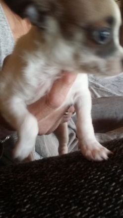 Chiwawa mix