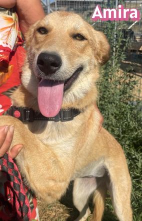 Amira, 01/25 - Sonnenscheinchen sucht Familie