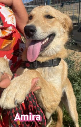 Amira, 01/25 - Sonnenscheinchen sucht Familie