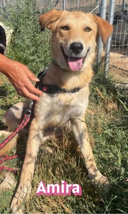 Amira, 01/25 - Sonnenscheinchen sucht Familie