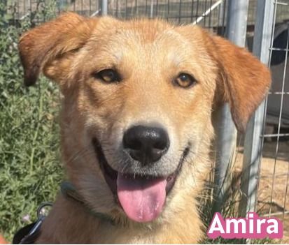 Amira, 01/25 - Sonnenscheinchen sucht Familie
