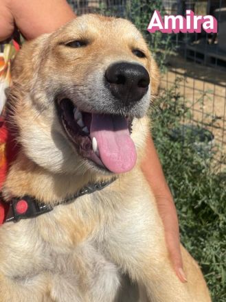 Amira, 01/25 - Sonnenscheinchen sucht Familie