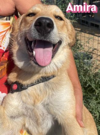 Amira, 01/25 - Sonnenscheinchen sucht Familie