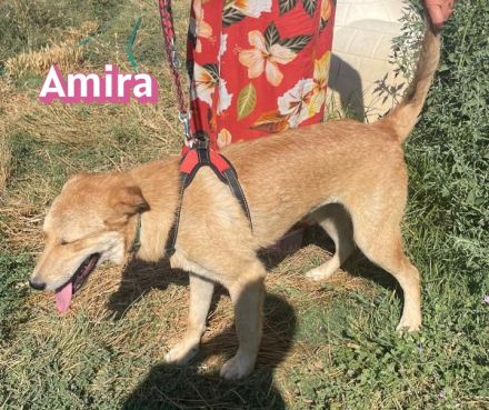 Amira, 01/25 - Sonnenscheinchen sucht Familie