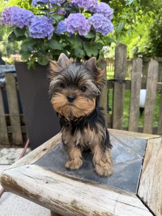Bildschöne Yorkie Rüden