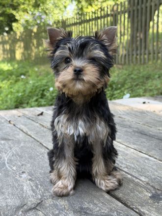 Bildschöne Yorkie Rüden