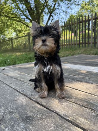 Bildschöne Yorkie Rüden