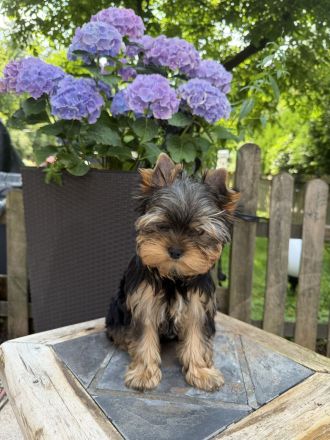 Bildschöne Yorkie Rüden