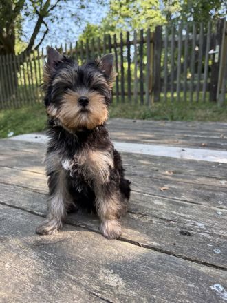 Bildschöne Yorkie Rüden