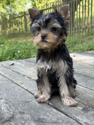 Bildschöne Yorkie Rüden
