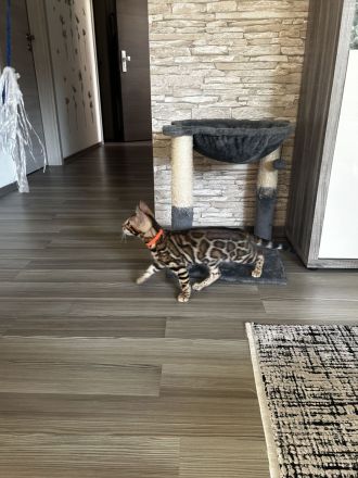 Traumhafte Bengal katerchen