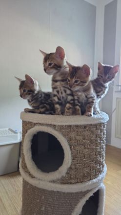 Traumhafte Bengal katerchen